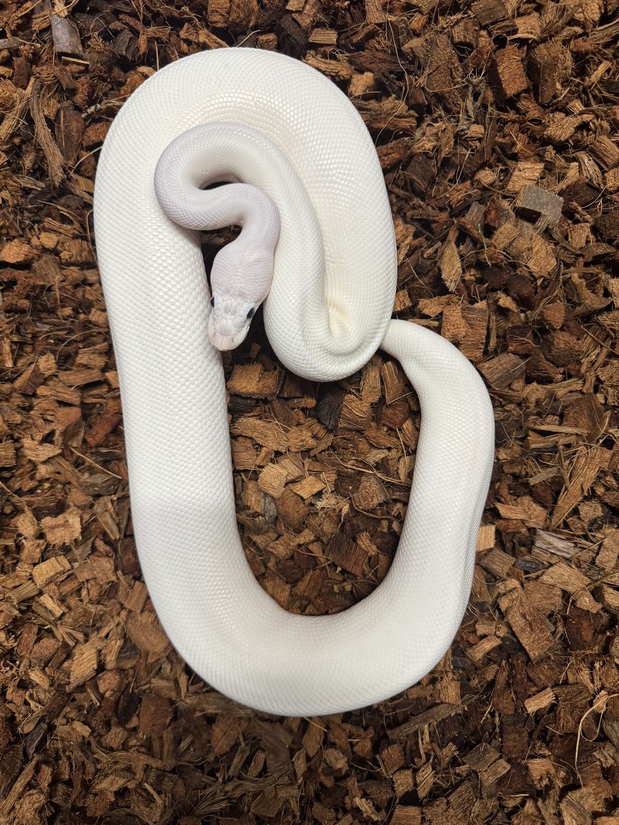 Ball Python Spider Pied Female