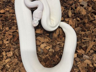 Ball Python Spider Pied Female