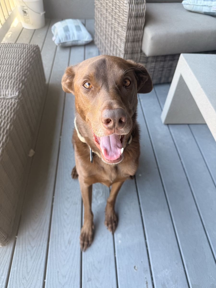 Chewy - Chocolate Lab