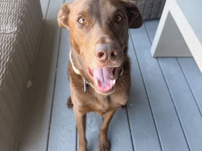 Chewy - Chocolate Lab