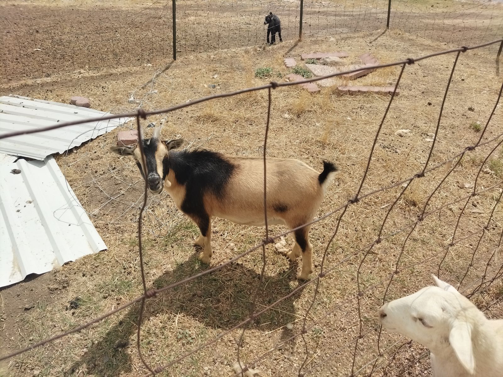 Nigerian dwarf doe and kid