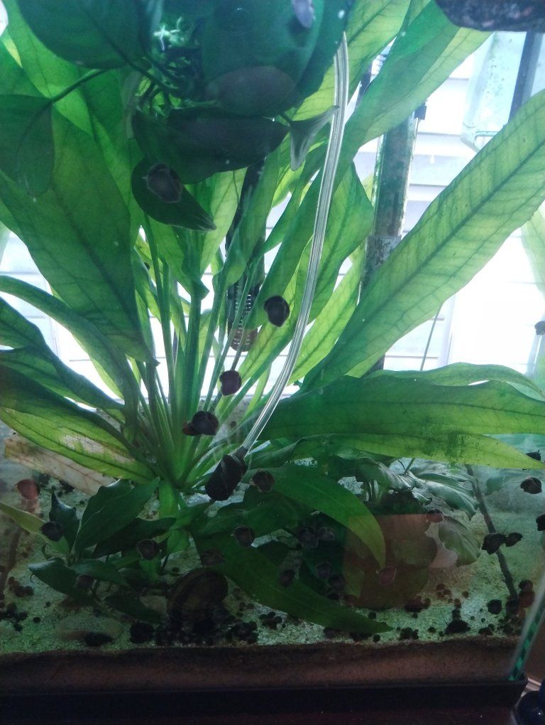 Baby to small juvenile black mystery snails