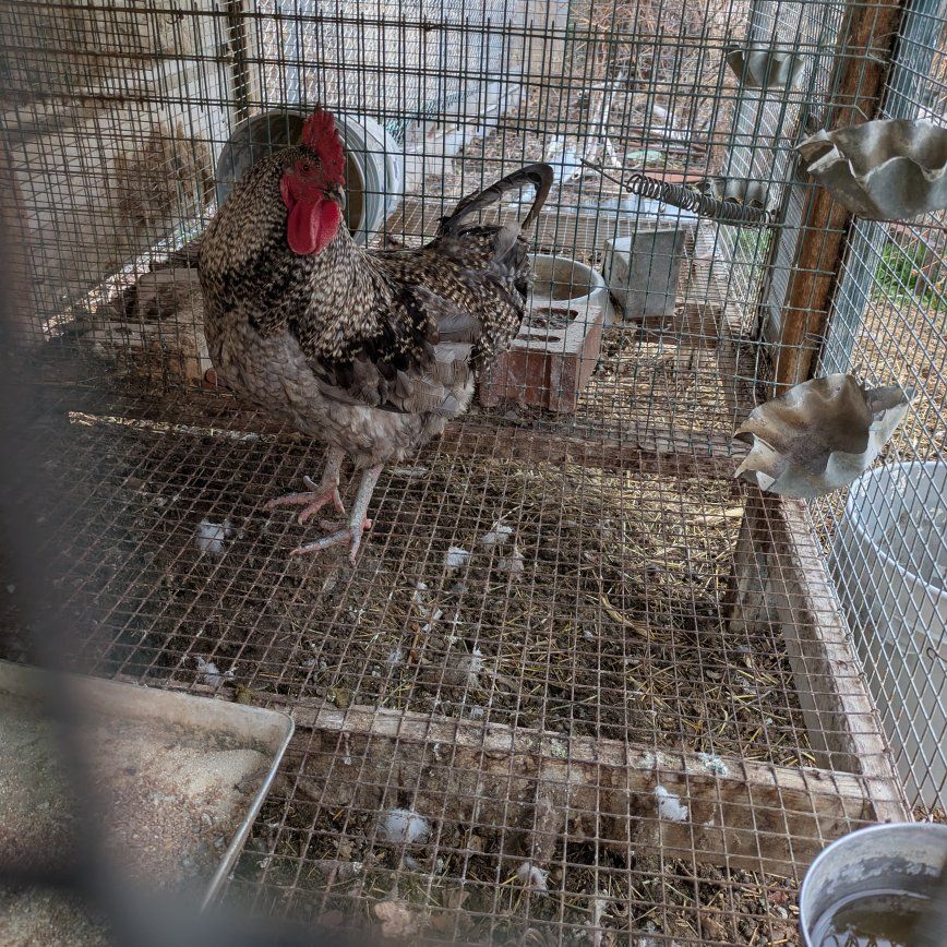 Big rooster for sale