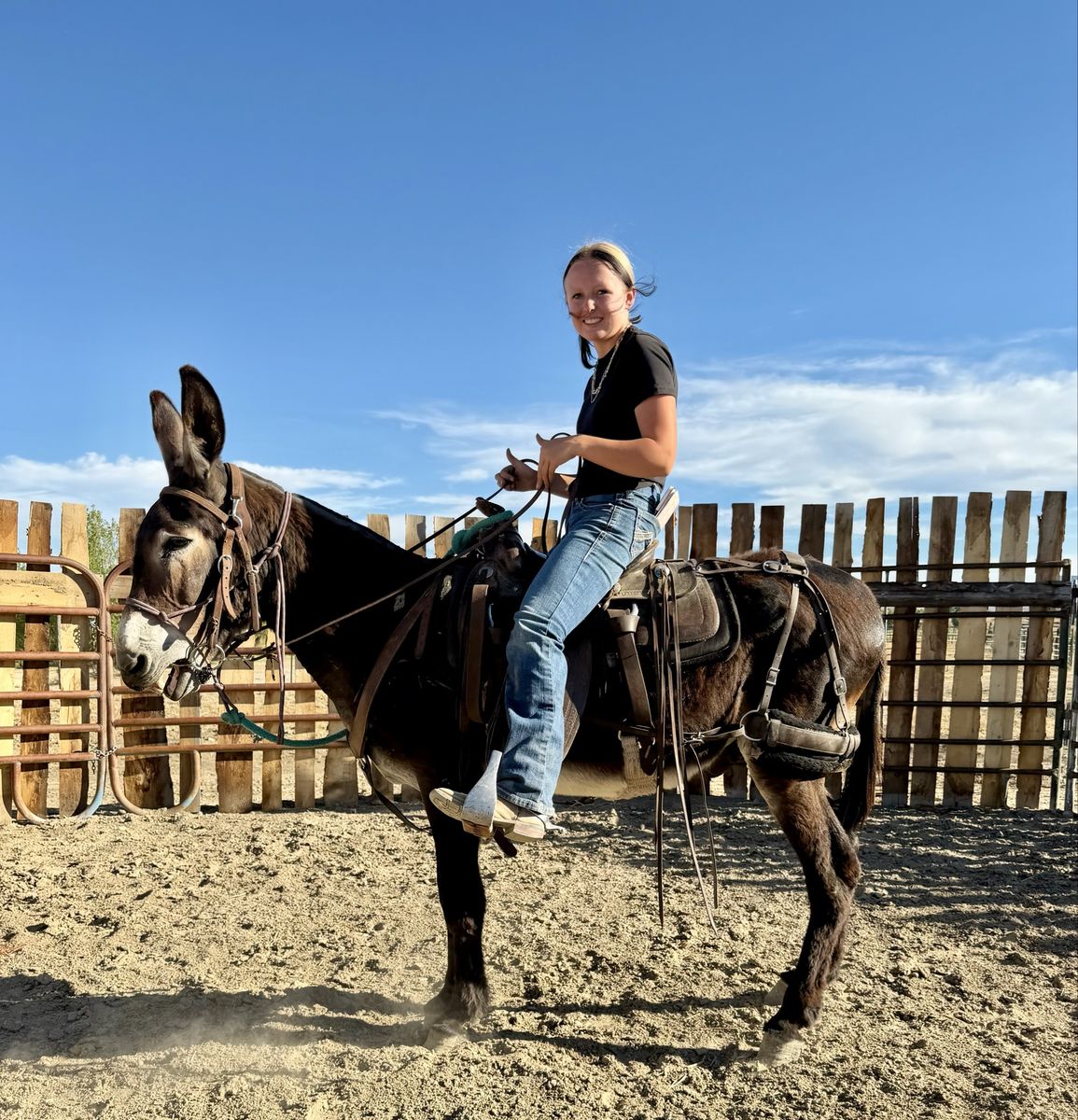 Gaited Jack (Mule maker)