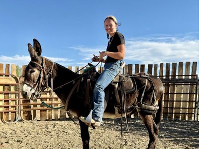 Gaited Jack (Mule maker)