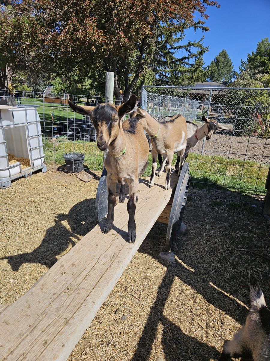 Purebred Alpine Pack Goat kids