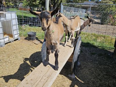 Purebred Alpine Pack Goat kids