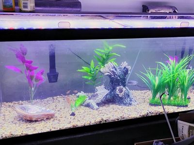 re-home your unwanted fish