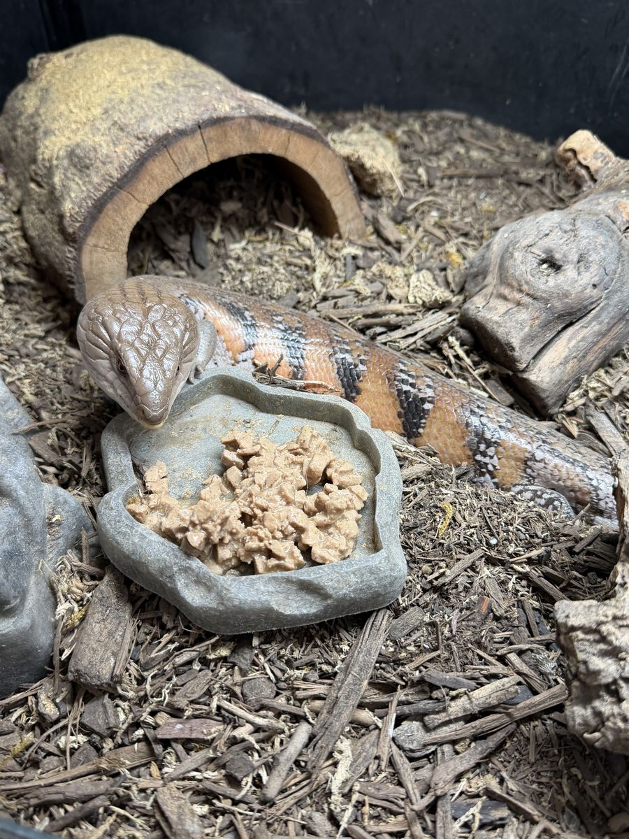 Proven Female Northern Blue Tongue Skink