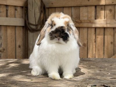 Adorable chunky Pedigreed VC Tri holland lop doe (free delivery to SLC, or South ID)