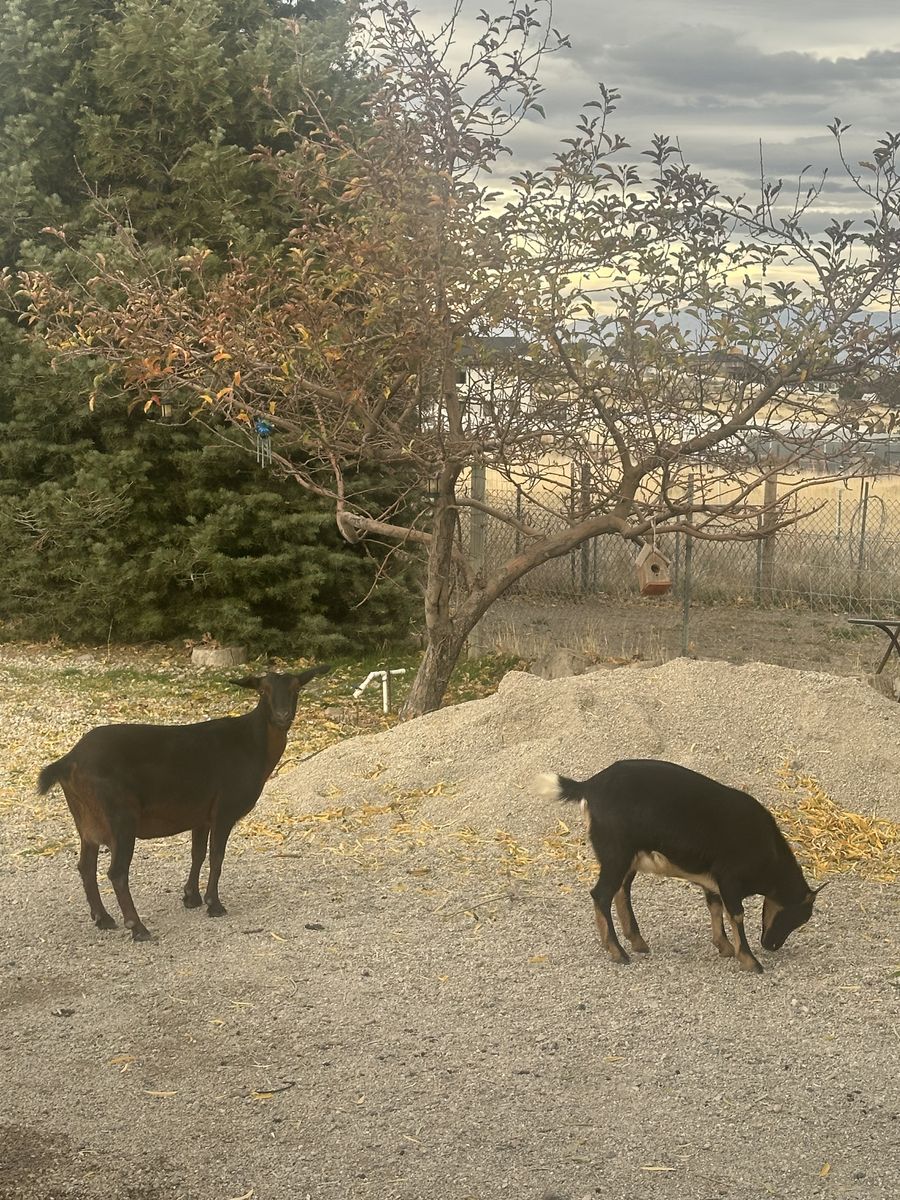 Mini Nubian and Mini Lamancha Goats