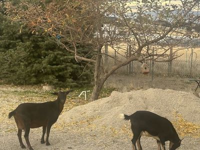 Mini Nubian and Mini Lamancha Goats
