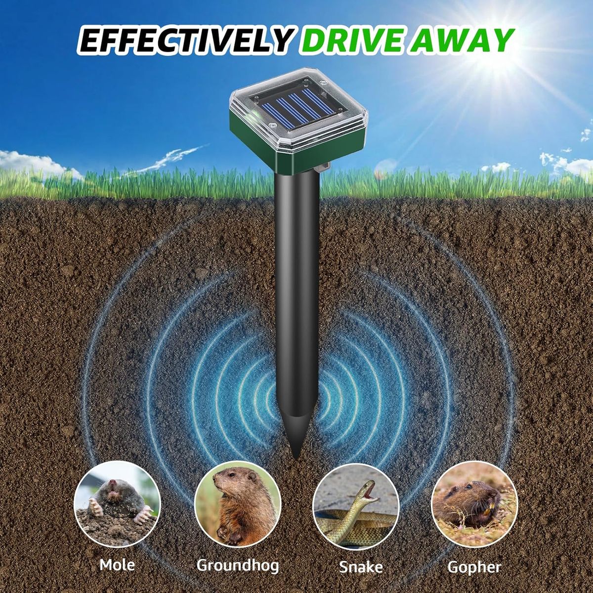 Main image 6