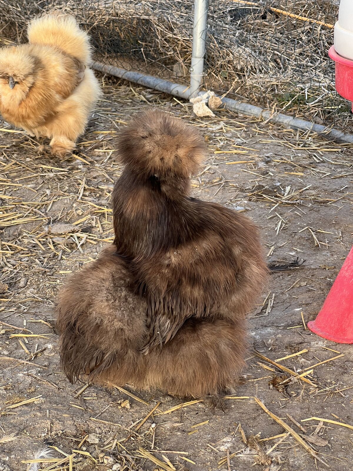 Silkie Satin Showgirl Frizzle Fertilized Eggs