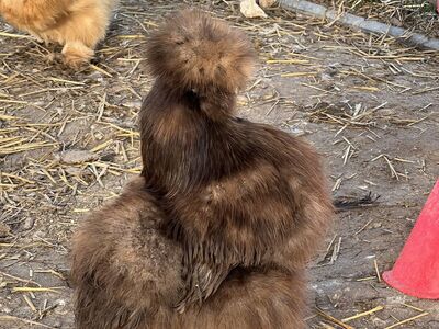Silkie Satin Showgirl Frizzle Fertilized Eggs