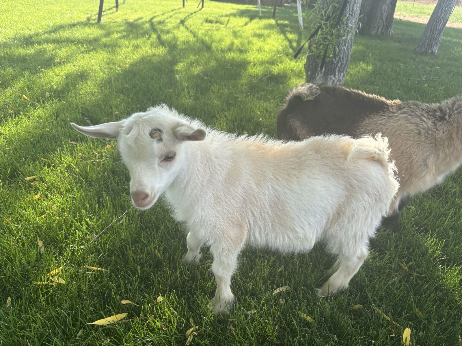 Nigerian Dwarf Wether