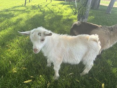 Nigerian Dwarf Wether