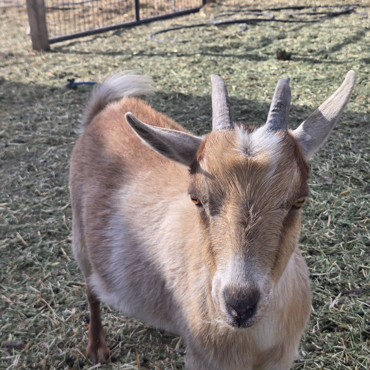 Nigerian Dwarf Doe – Ready for a New Home
