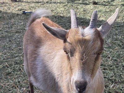 Nigerian Dwarf Doe – Ready for a New Home