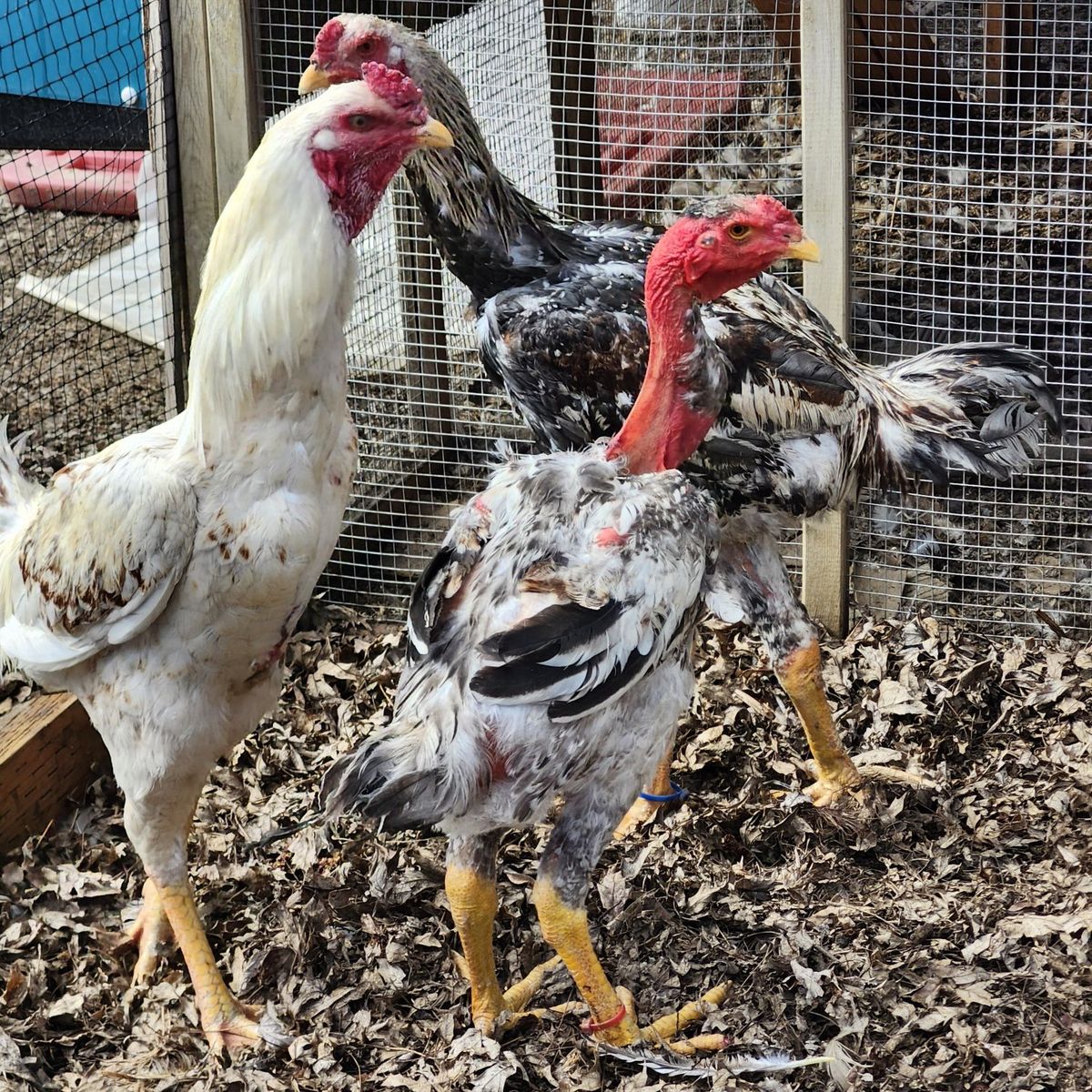 World's Tallest Roosters