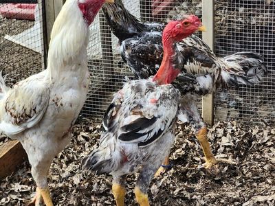 World's Tallest Roosters