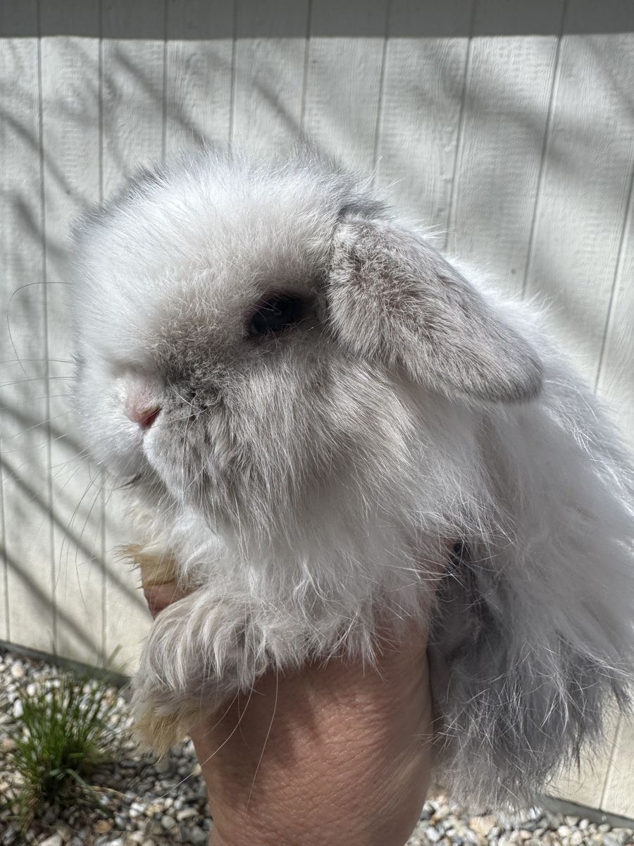 Darling Holland Lop Buck