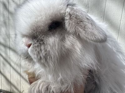 Darling Holland Lop Buck