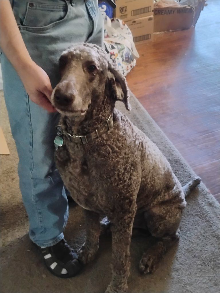 Standard Poodle stud service