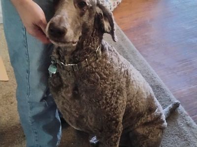 Standard Poodle stud service