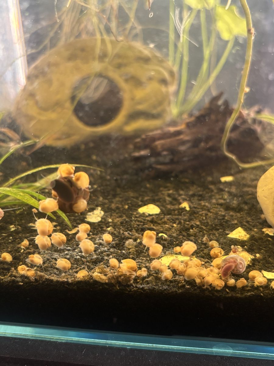 Gold Mystery Snail