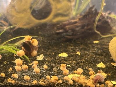 Gold Mystery Snail