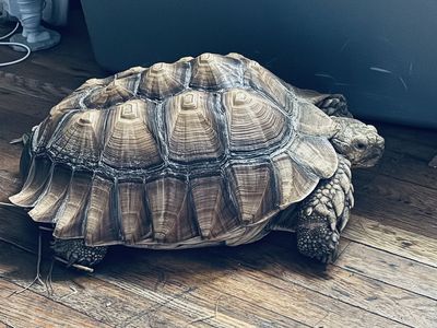 Male Sulcata Tortoise