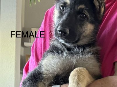 AKC German Shepherds