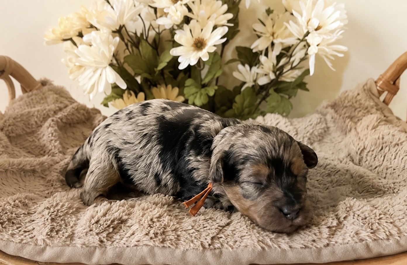Yorkipoo Puppies