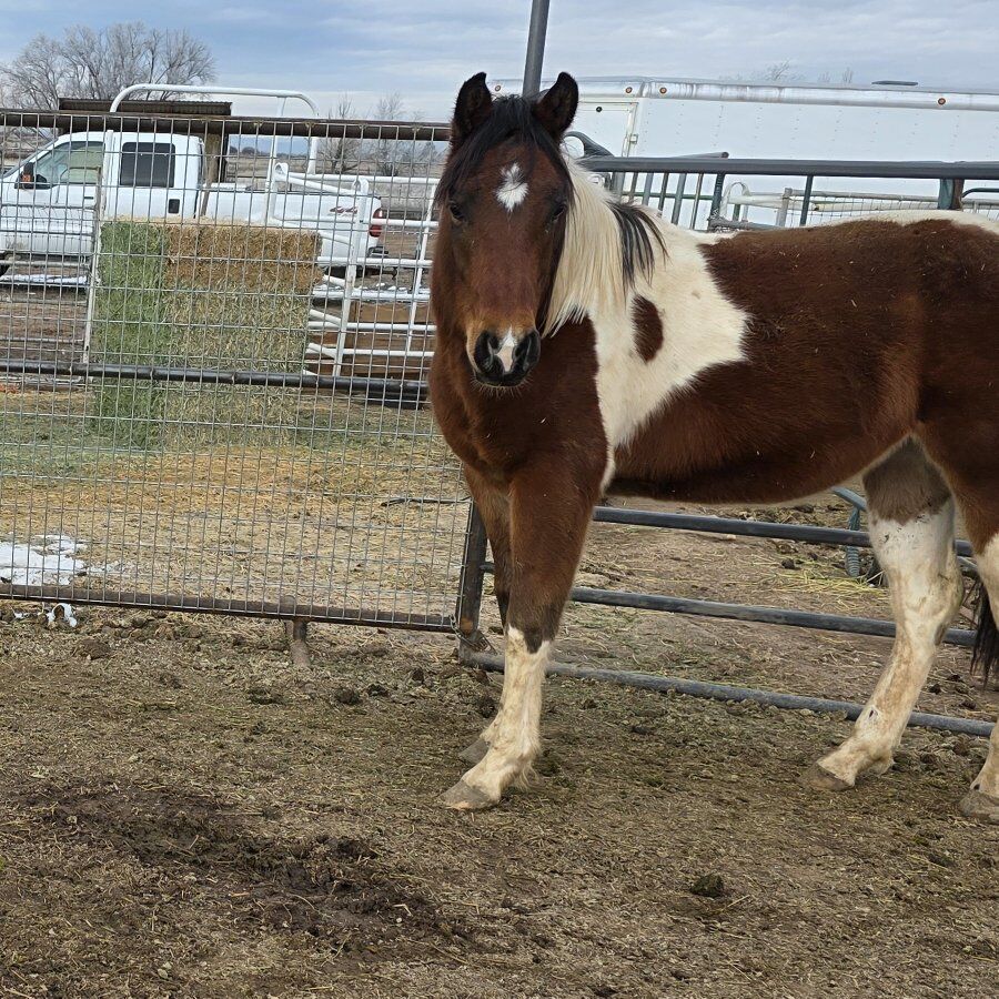 paint gelding