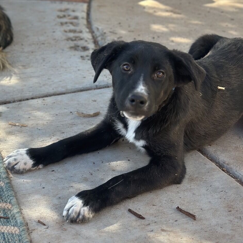 Hello my name is Shrek