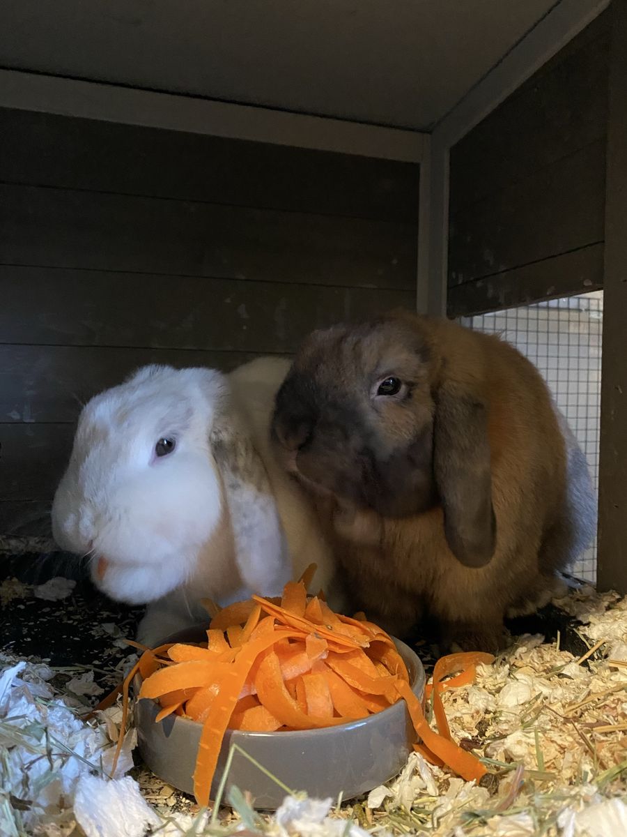 Bonded Bunnies