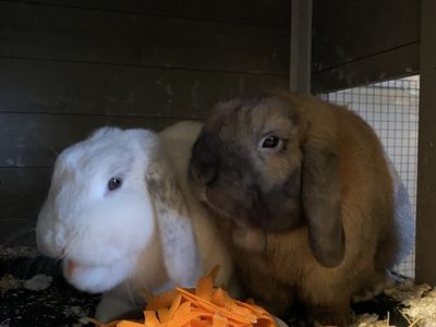 Bonded Bunnies