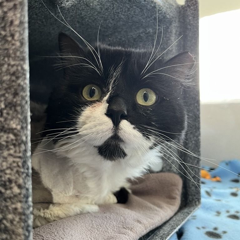 Hello my name is Merrick