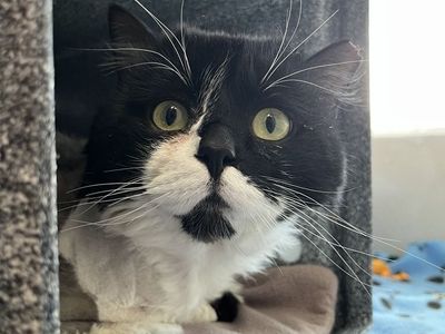 Hello my name is Merrick