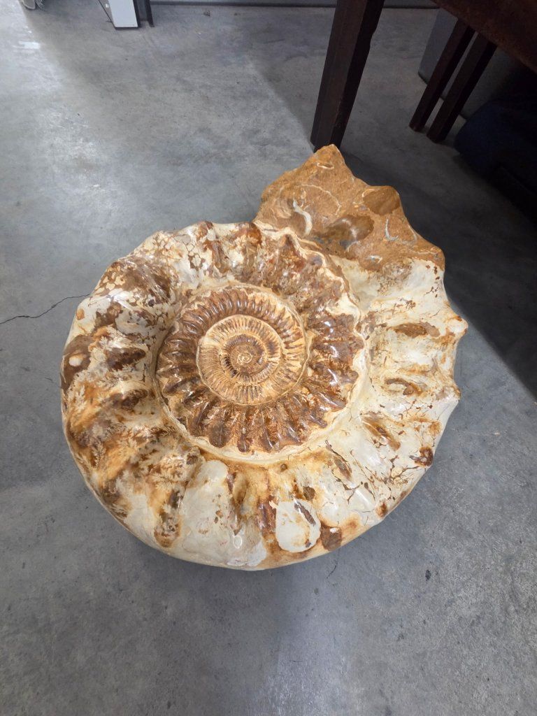 Large Polished Ammonite Fossil Display Piece, Natural Spiral, Earthy Tones