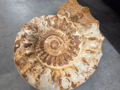 Large Polished Ammonite Fossil Display Piece, Natural Spiral, Earthy Tones