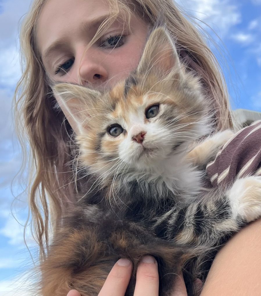 Maine Coon Kittens