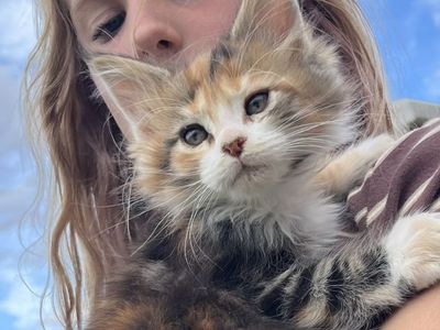 Maine Coon Kittens