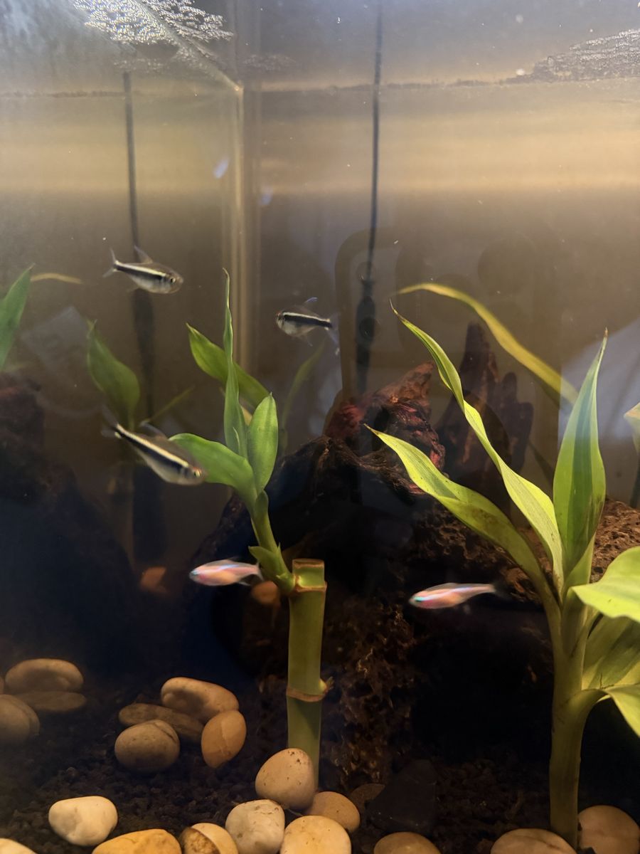 Black neon tetras