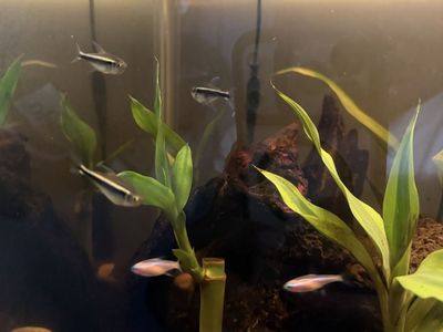 Black neon tetras