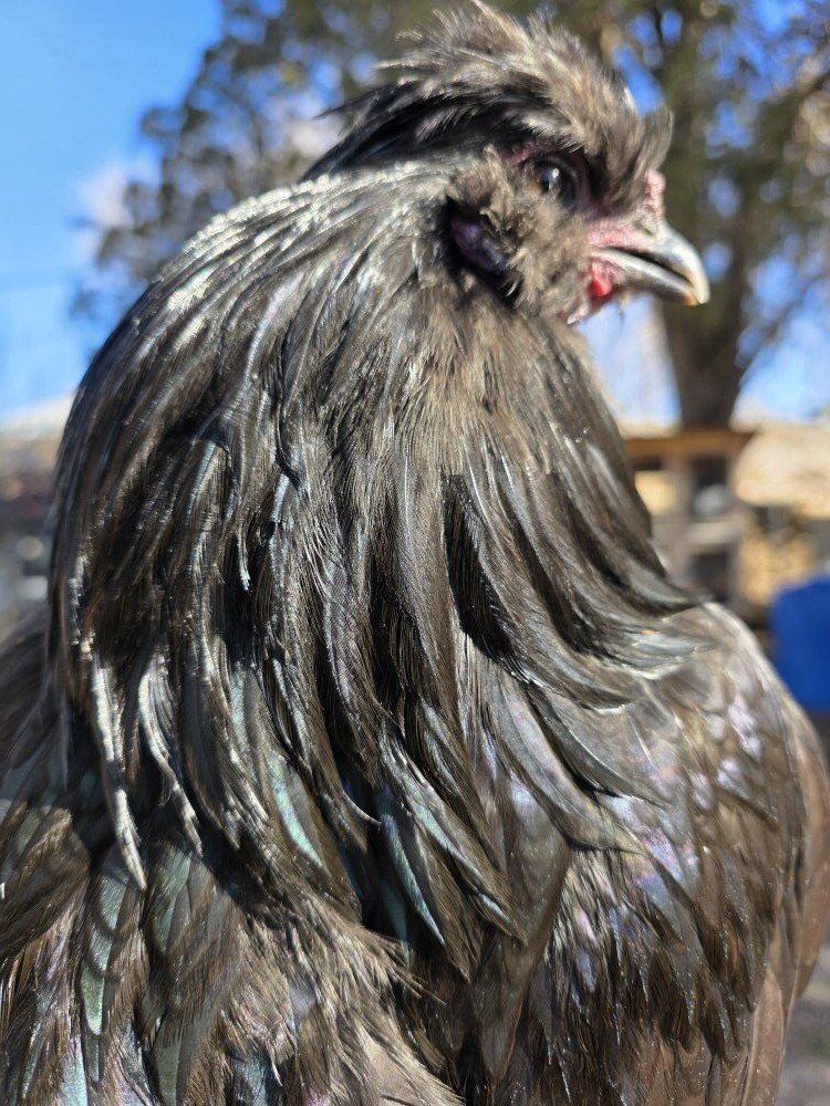 Young Black Silkie Rooster