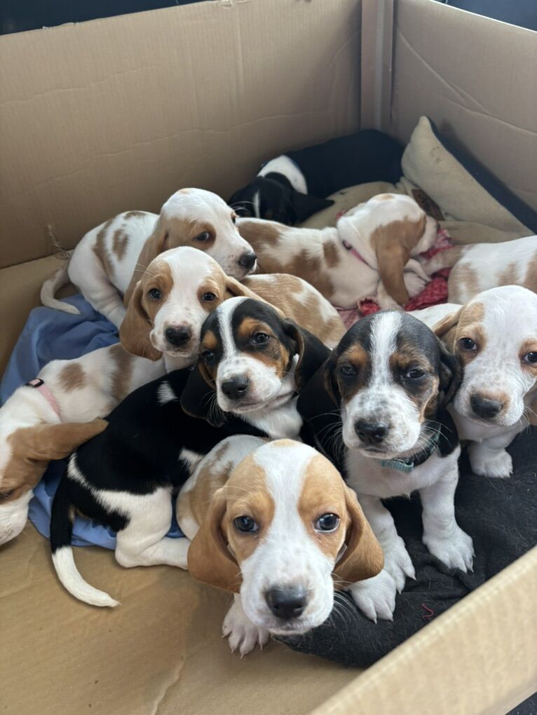 Droopy Eyes, Long Ears, Cuddly Babies