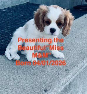 Cavalier King Charles Puppies For SALE!!
