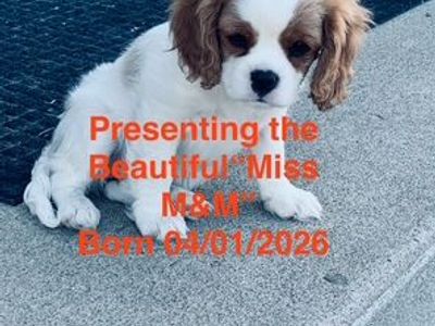 Cavalier King Charles Puppies For SALE!!